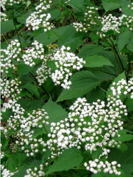 Eupatoire à feuilles molles 'Snowball'