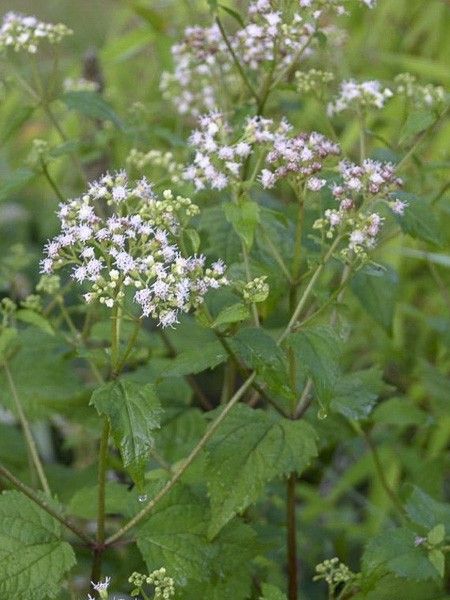 Eupatoire à feuilles molles