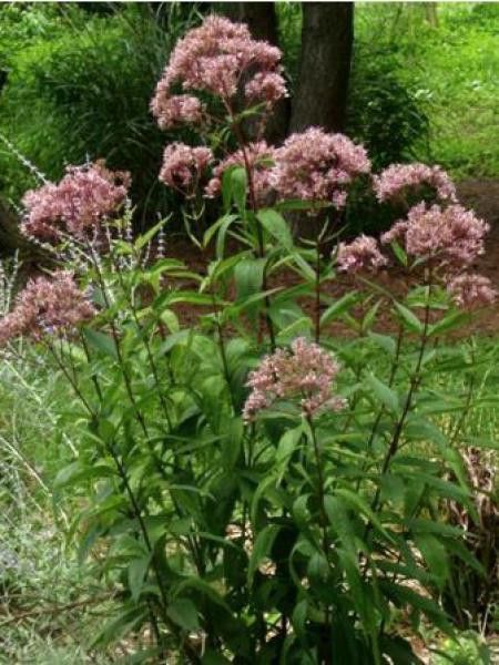 Eupatoire 'Baby Joe'