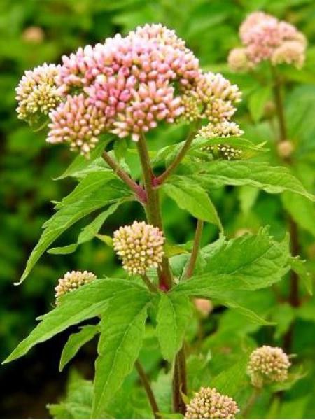 Eupatoire chanvrine 'Plenum'