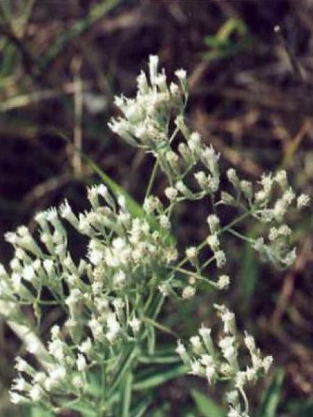 Eupatoire maculée 'Album'