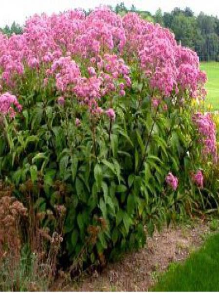 Eupatoire maculée 'Gateway'