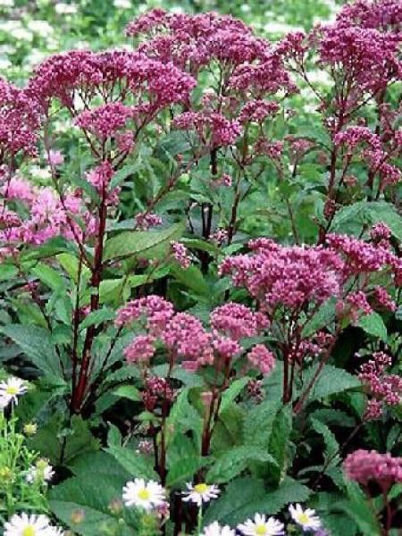 Eupatoire maculée 'Glutball'