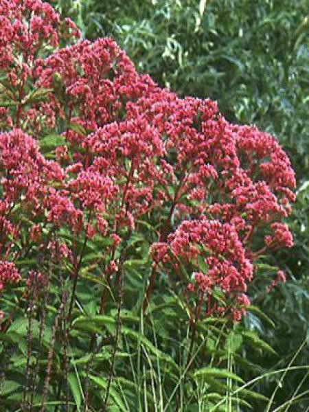 Eupatoire maculée 'Riesenschirm'