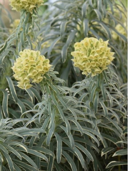 Euphorbe 'Ascot Moonbeam'