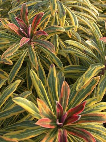 Euphorbe 'Ascot Rainbow'