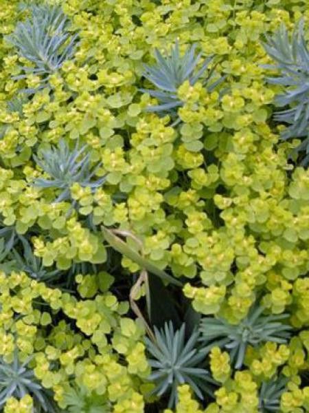 Euphorbe 'Copton Ash'