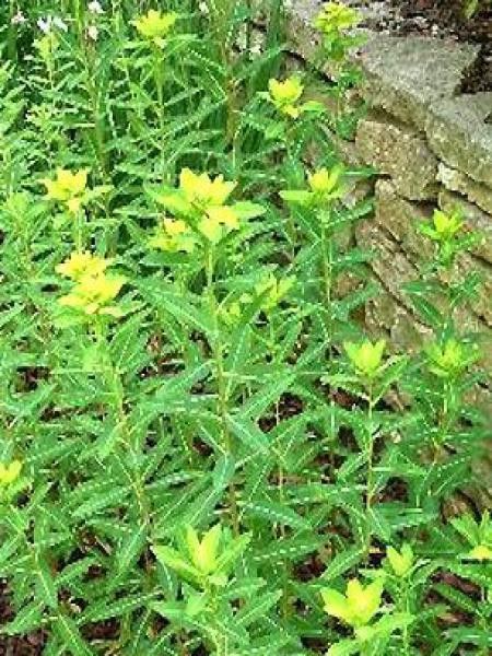 Euphorbe cornigera 'Golden Turm'