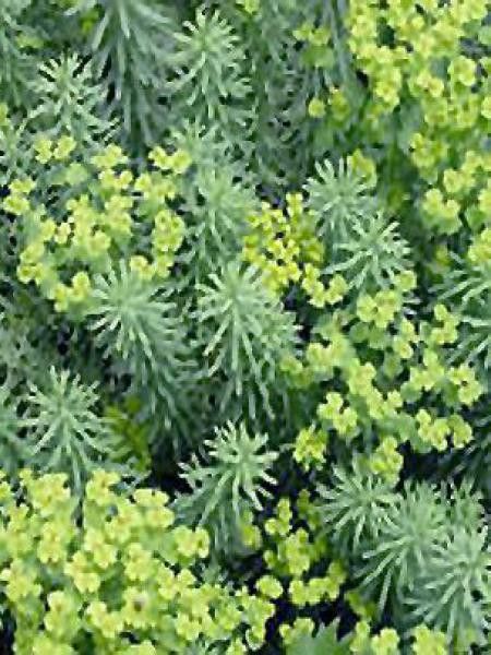 Euphorbe de Sibérie