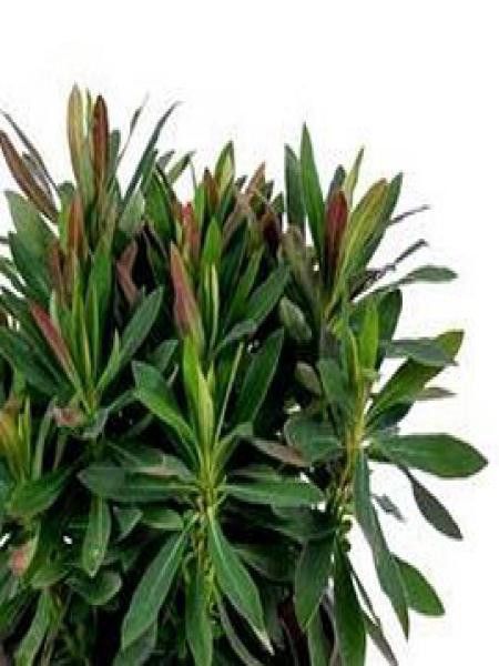 Euphorbe des bois 'Kolibri'