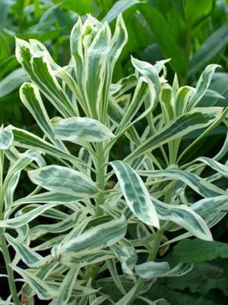 Euphorbe des vallons 'Burrow Silver'