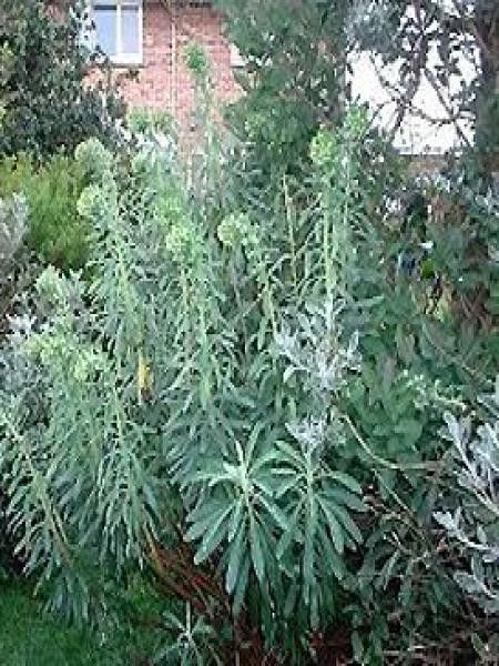 Euphorbe des vallons 'Forescate'