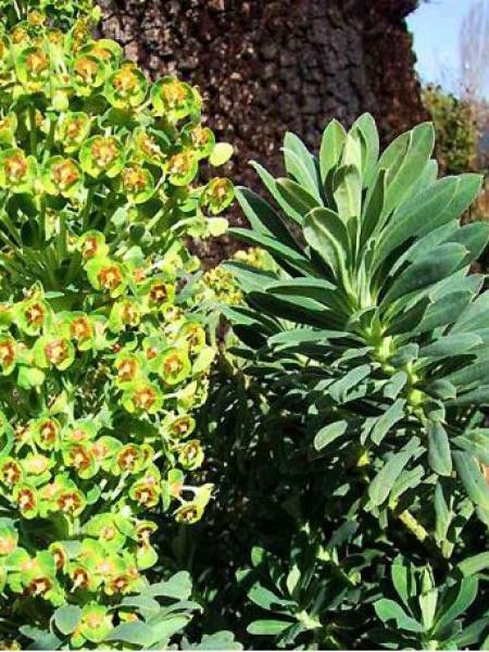 Euphorbe des vallons 'Portuguese Velvet'