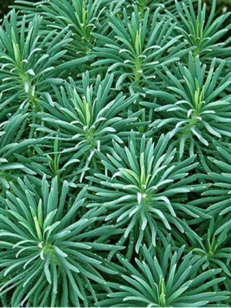 Euphorbe des vallons 'Shorty'