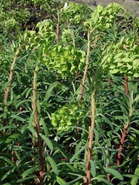 Euphorbe des vallons 'Starbright'