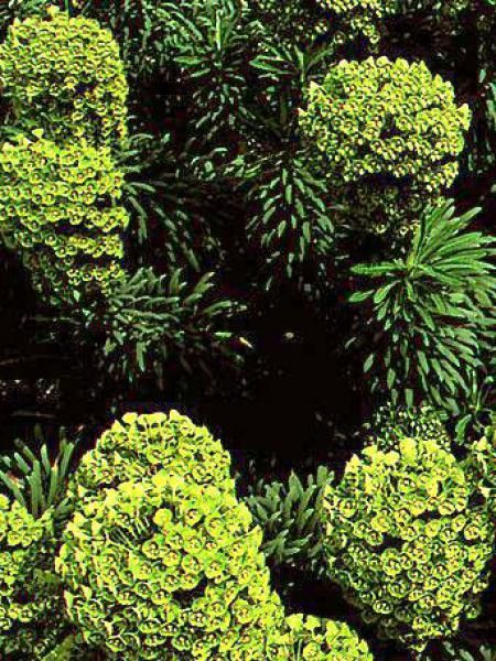 Euphorbe des vallons wulfenii