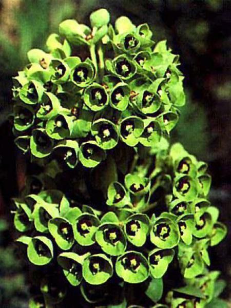 Euphorbe des vallons