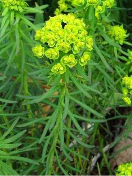 Euphorbe petit-cyprès 'Bettem'