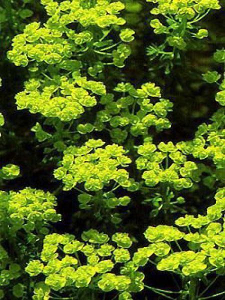 Euphorbe petit-cyprès