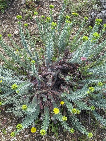 Euphorbe sapinette