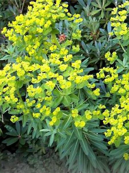 Euphorbe schillingii