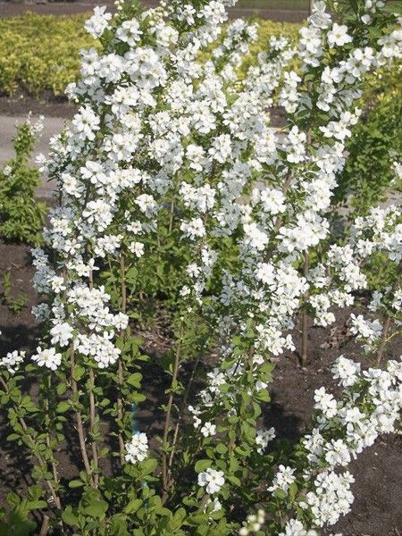 Exochorda 'Magical Springtime'
