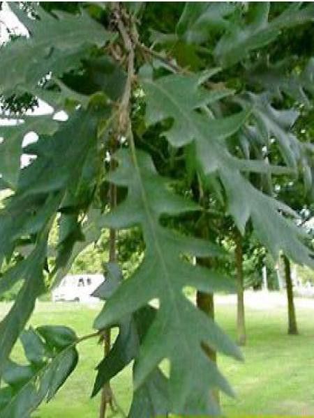 Fagus sylvatica 'Asplenifolia'