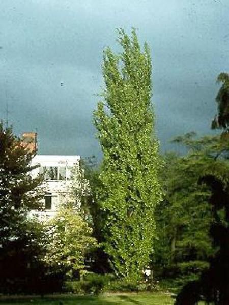 Fagus sylvatica 'Dawyck'