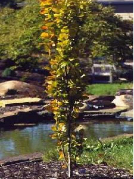 Fagus sylvatica 'Dawyck Gold'
