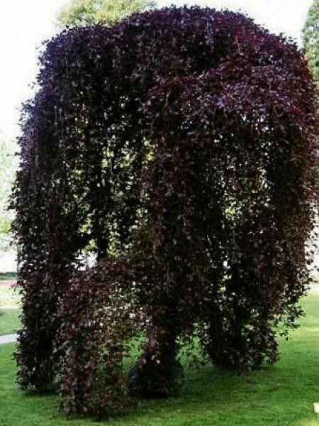 Fagus sylvatica 'Purpurea Pendula'