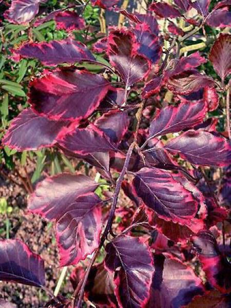 Fagus sylvatica 'Purpurea Tricolor'