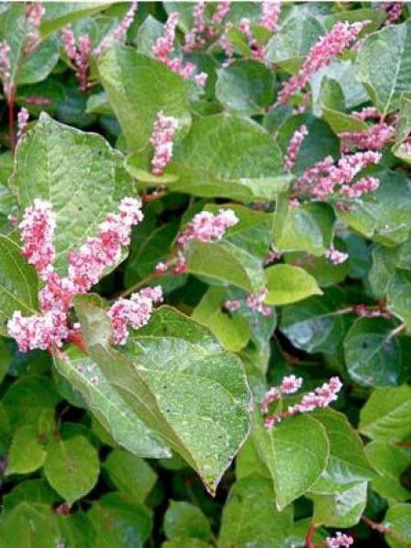 Fallopia japonica compacta 