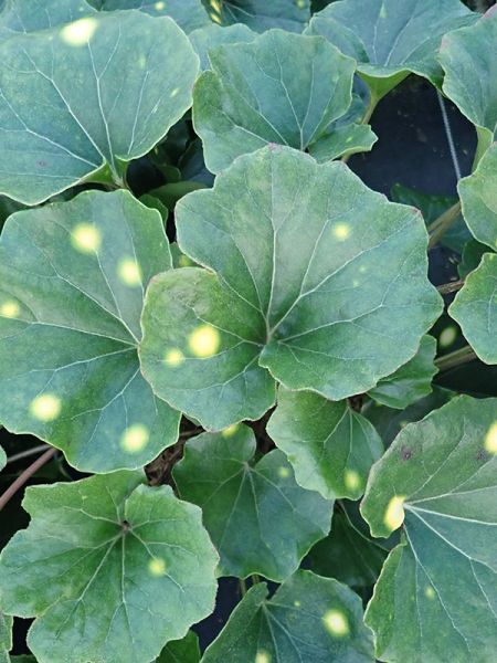 Farfugium japonicum 'Aureomaculatum'