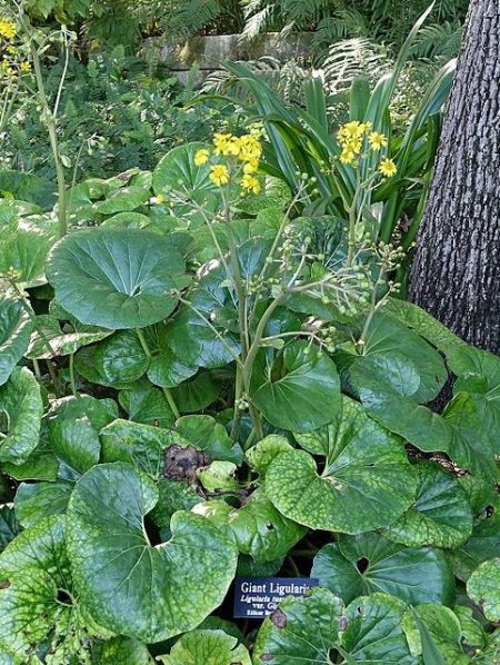 Farfugium japonicum 'Gigantea'