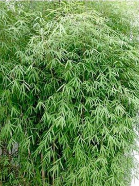 Fargesia angustissima