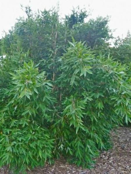Fargesia dracocephala 'Blue Dragon' - Fargesia dracocephala - Le Jardin du  Pic Vert