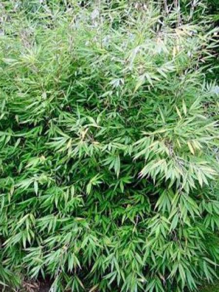 Fargesia dracocephala 'Green Dragon'