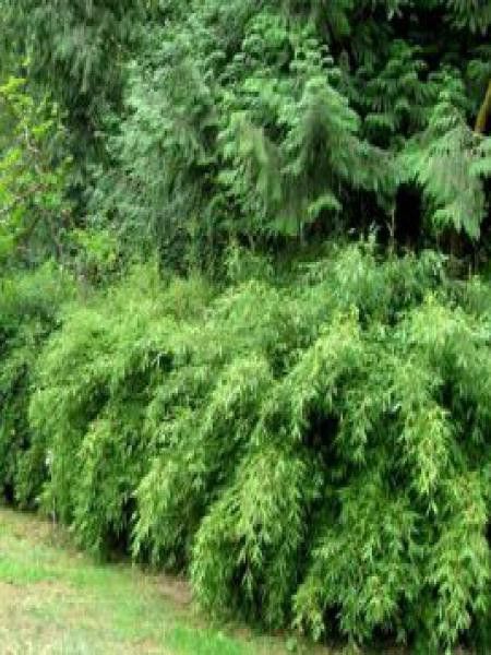 Fargesia dracocephala 