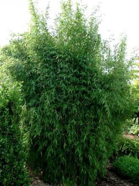 Fargesia nitida 'Great Wall'