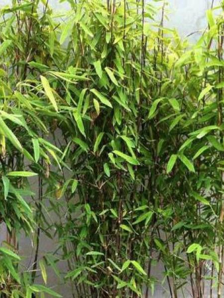 Fargesia nitida 'Trifina Black'