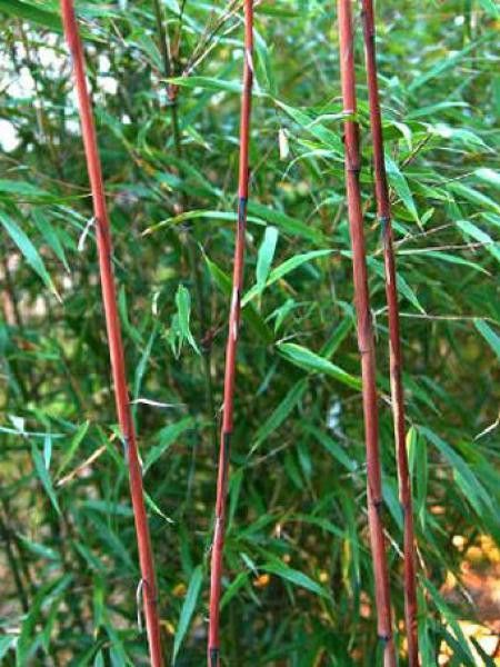 fagus kran alt Fagus Hochkran  Robuster Holzkran fr kleine Baumeister  KLICKKLACK