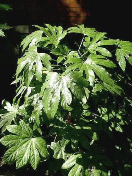 Fatsia du Japon