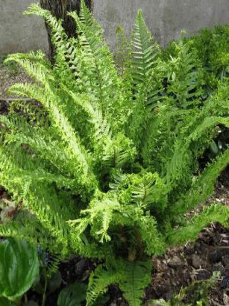 Fausse fougère mâle 'Cristata The King'