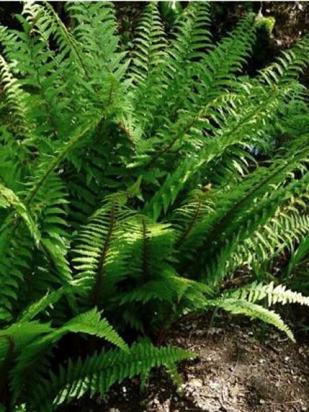 Fausse fougère mâle 'Pinderi'