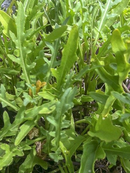 Fausse roquette, Roquette blanche