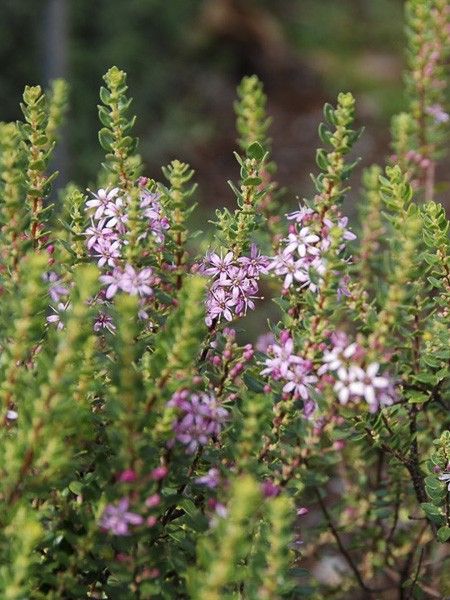 Faux buchu 'Glentana'