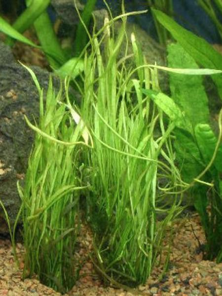 Faux Tenellus, Herbe de Nouvelle-Zélande