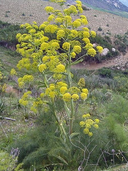 Férule commune, Fenouil géant