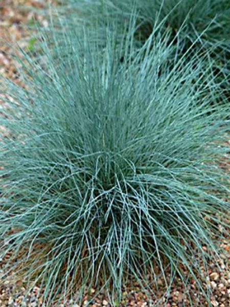 Fétuque bleue 'Azurit'