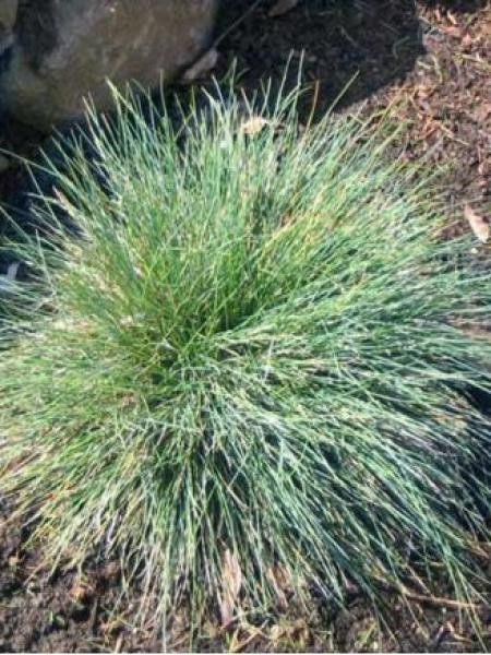 Fétuque bleue 'Eisvogel'